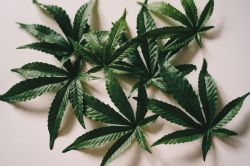 Photo for: Exploring NYC's Top THC and CBD Beverages