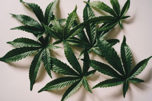 Photo for: Exploring NYC's Top THC and CBD Beverages