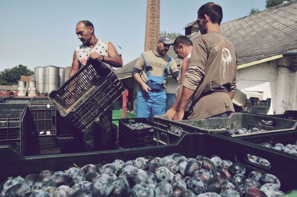 Photo for: How Jozsef Stevlik reduces carbon footprint during production